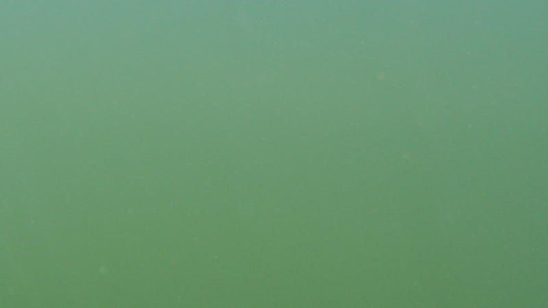 Load and play video in Gallery viewer, Rattl'n Sowbelly 5"

