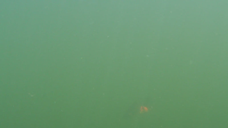 Load and play video in Gallery viewer, Frizzy Bed Bug 4"
